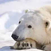 しろの画像