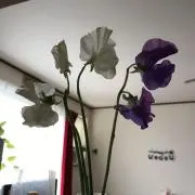 noriの画像
