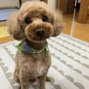 イチゴの画像
