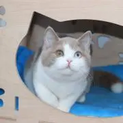 pimopimo❁⃘*.゜の画像