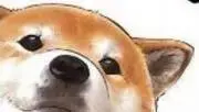 たーの画像