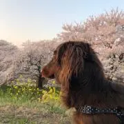 げんたくんの画像