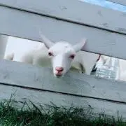 か。の画像