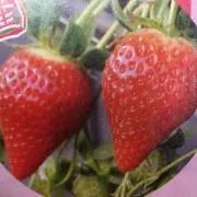 いちご大好き太郎