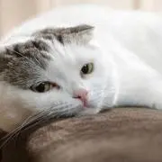 にゃ〜ご^›⩊‹^の画像