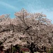 なぎの画像