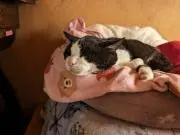 momoの画像