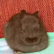 きゅうの画像