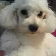 リリィ
