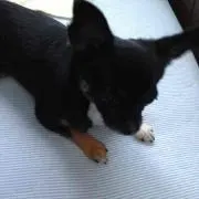 顎関節症ペリカン