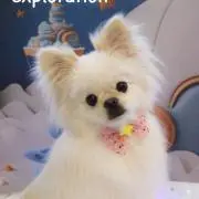 ペットベーシックの画像