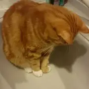 にゃんこの画像