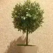 Green LOVE♡♡♡の画像
