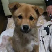 福ちゃん