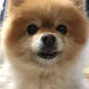 プリン