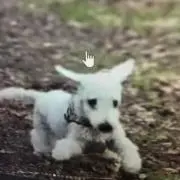 falの画像