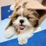 super_tubesの画像