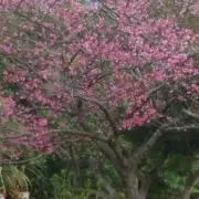 ゆうらの画像