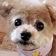 ワンワン