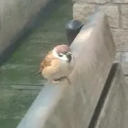 しゃるの画像