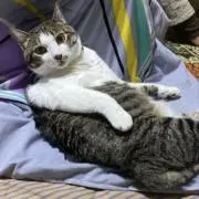 みかんの画像