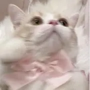 ぷよの画像