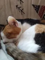 けーの画像