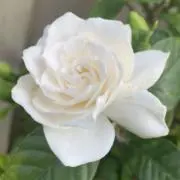 blancの画像
