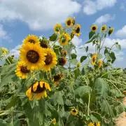 すみれの画像