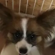 チョコレートvisco