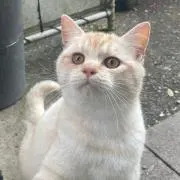 meggの画像