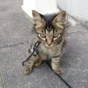 ヤンヤン