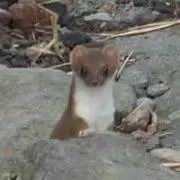 かぷともの画像