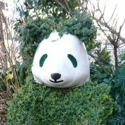 ぱんだの画像
