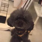 ゆみゆみ