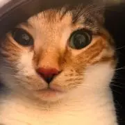 ロビン☆