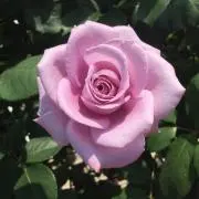 なおの画像