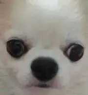 はる