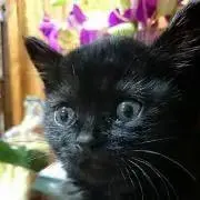 マダムミサの画像