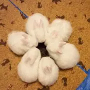 ポケモン。の画像