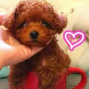 ミッキー