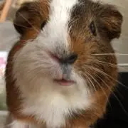 mozu