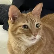 Kohakuの画像