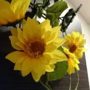 わんすとーんの画像