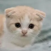 oonの画像
