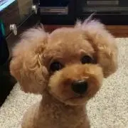 ピースの画像