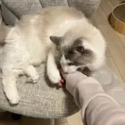 モッチッチの木の画像