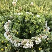 さはら