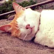 ココの画像