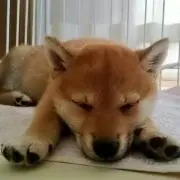 りんご☆プロフ必読の画像